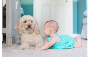 5 причин завести собаку ребенку